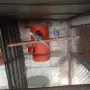 Свободен чивт Малък Александър виолети, снимка 2
