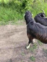 Продавам пръч., снимка 1
