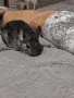женска чинчила на 5 месеца , снимка 2