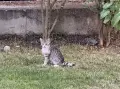 Подарявам 4 котета, снимка 2