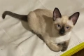 Женско сиамско коте, възможна доставка., снимка 1