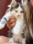 Подарявам Гергьовденски котенца, снимка 3