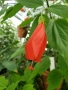 Хибискус Малва Hibiscus malvaviscus, снимка 2
