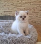 Британски колорпойнт котета, снимка 6