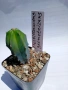 Myrtillocactus geometrizans 5.5cm €3,00, снимка 2