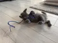 Коте - 2 месеца, снимка 4