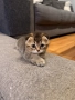 Британски Котета, снимка 7