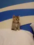 Британско коте таби, снимка 4