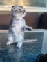 Мъжко шотландско клепоухо сребърно котенце , снимка 9