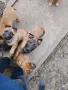 Малки белгийски овчарки , снимка 3