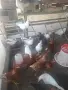 Млади кокошки предпронасяне, снимка 3