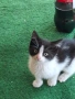 Подарявам котета, снимка 2