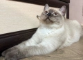  Колор пойнт котета , снимка 1