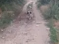 Санбернар мъжки късокосмес за разплод., снимка 1