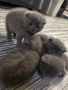 Шотландски клепоухи и британски остроухи котета, снимка 5