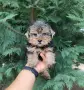 Йоркширски териер - мъжко, снимка 3