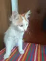 Подарявам котенца , снимка 3
