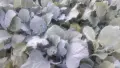 Разсад зеле Кьосе, снимка 3