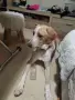Търси дом. Подарява се, снимка 1