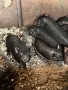 Виетнамски прасета , снимка 2