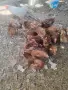 Кокошки носачки 4 евро , снимка 2