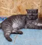шотландска правоуха, снимка 5