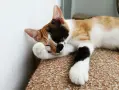 Подарявам малко котенце/ Kleine Katze zu verschenken, снимка 3
