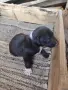 Подарявам малко кученце , снимка 3