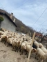 Продавам стадо овце 150бр, снимка 3