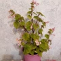 Бегония Grandis, снимка 2