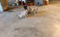 ​🐾  Помчи (Померан + Чихуахуа) , снимка 2