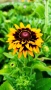 Рудбекия, Rudbeckia hirta pawnee spirit gold black eye, снимка 1