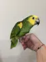 Ръчно хранена Синьочела Амазона, снимка 4