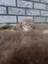 Екзотично късокосместо коте 😻, снимка 7