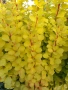 Берберис Мария, Berberis thunbergii ‘Maria'!!!, снимка 3