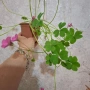 Оксалис /Детелина Бяла и Розова , снимка 17