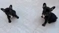 френски булдоци на 2 месеца , снимка 3