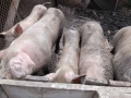 Продавам прасета , снимка 1