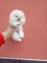 Женски бял мини Померан. Реални снимки от 09.04.26 г., снимка 4