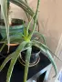 Продавам Алое Вера (Aloe Vera) , снимка 5