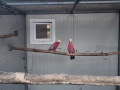 Двойка розово какаду , снимка 3