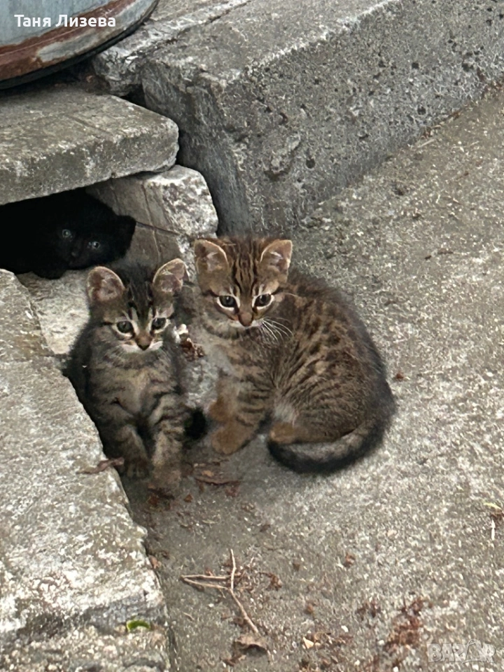 Малки котенца за осиновяване, снимка 1