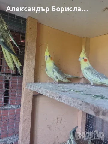  Папагали Корела, снимка 7 - Папагали - 55571482