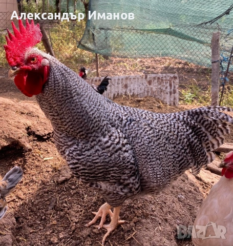 Петли, снимка 3 - други­ - 54743333