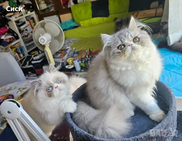 Персийски котенца , снимка 2 - Персийска - 55243080