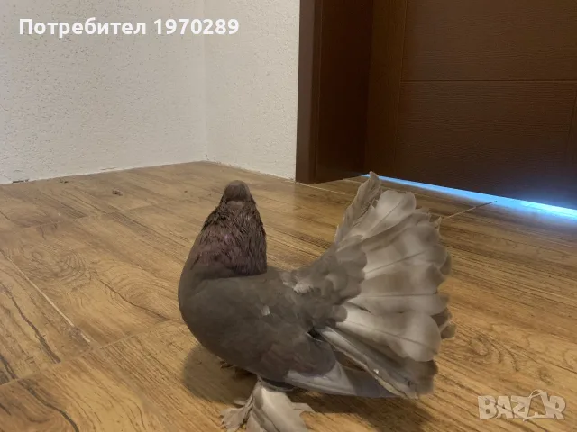 Индийски фенерлиии