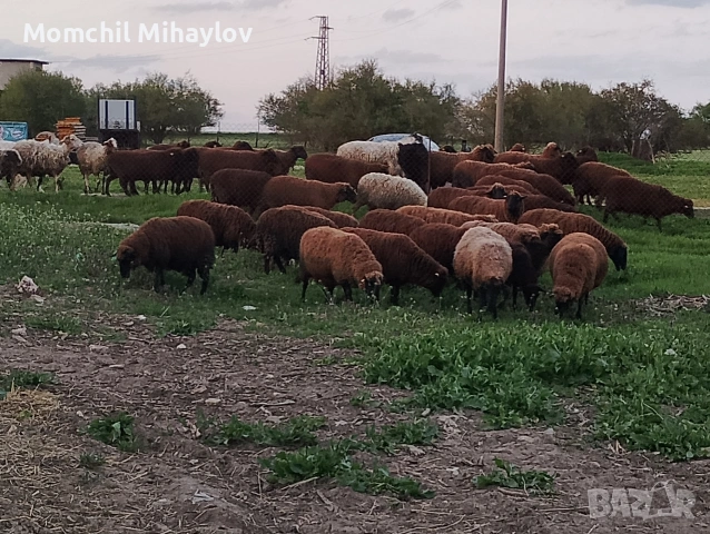 продавам овце , снимка 3 - Овце - 54316868