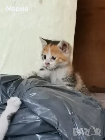 Котенца - Подарявам, снимка 2 - Други - 55357912
