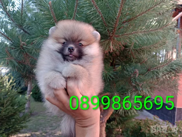 Мъжки и женски Померани., снимка 3 - Померан - 55537124