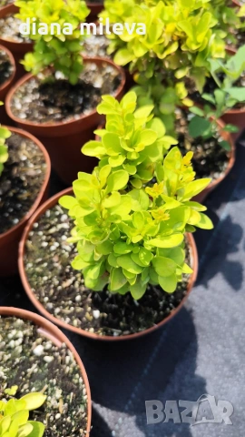Берберис Мария, Berberis thunbergii ‘Maria'!!!, снимка 8 - Градински цветя и растения - 55016079